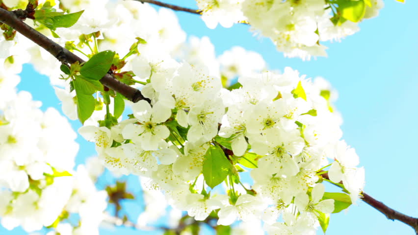 apricot flowers blooming in spring