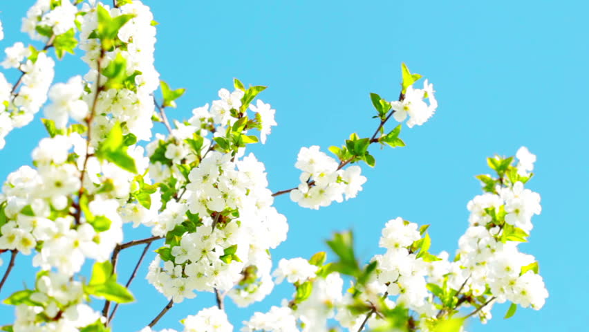 apricot flowers blooming in spring