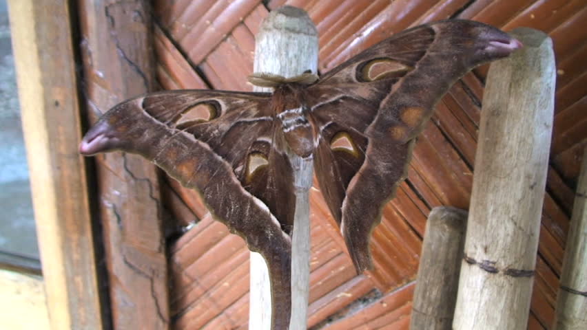 The world's largest moth, Hercules moth, Coscinocera hercules, Papua New Guinea 