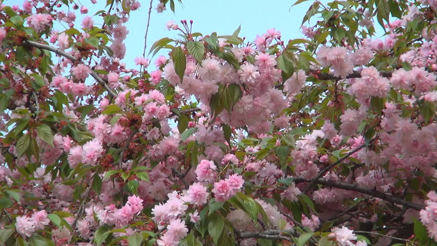 Blooming Trees Orchard, Spring Fruits Flowers, Springtime Foliage, Backgrounds
