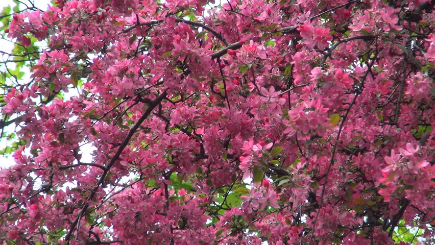 Blooming Trees Orchard, Spring Fruits Flowers, Springtime Foliage, Backgrounds