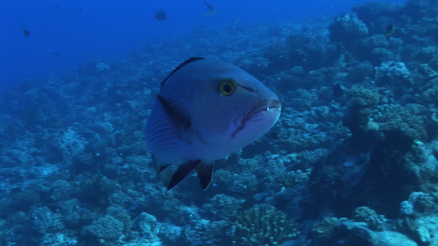 two spot red snapper, lutjanus bohar