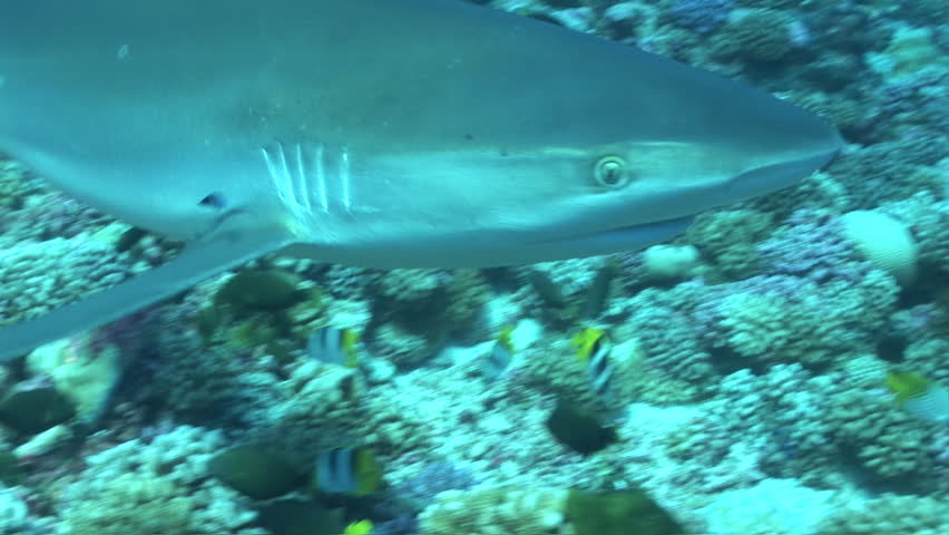 silver tip shark passing close in front of the camera