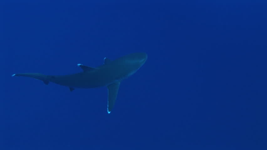 Silvertip shark approaches bait from below