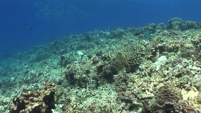 camera approaches titan trigger fish moving rocks and corals
