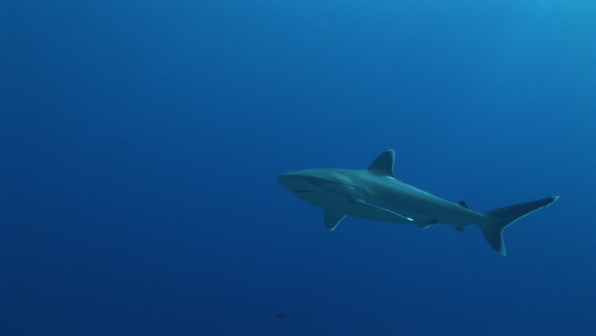 silvertip sharks cruising the reef