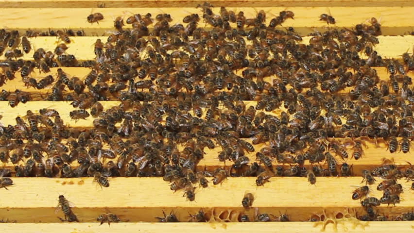 Thousands of Honey Bees on top of stacked frames in their colony at an Apiary. HD 720p.