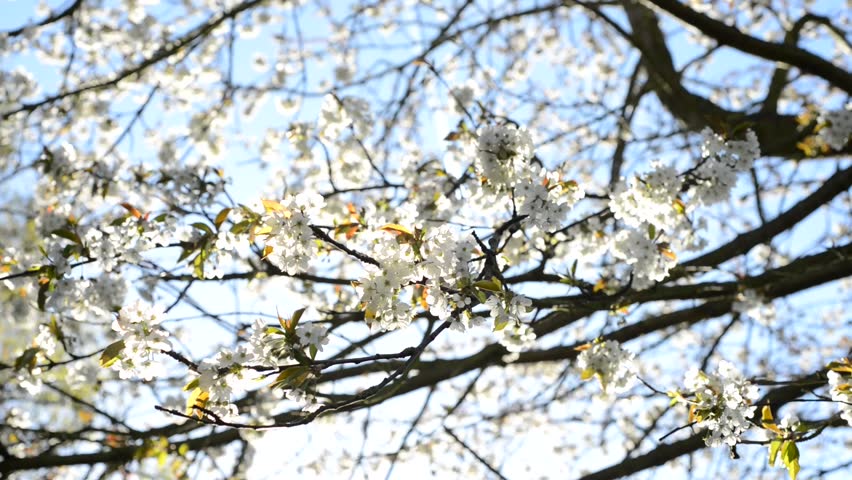 Cherry Tree in blossom, close up of branch of cherry tree in spring