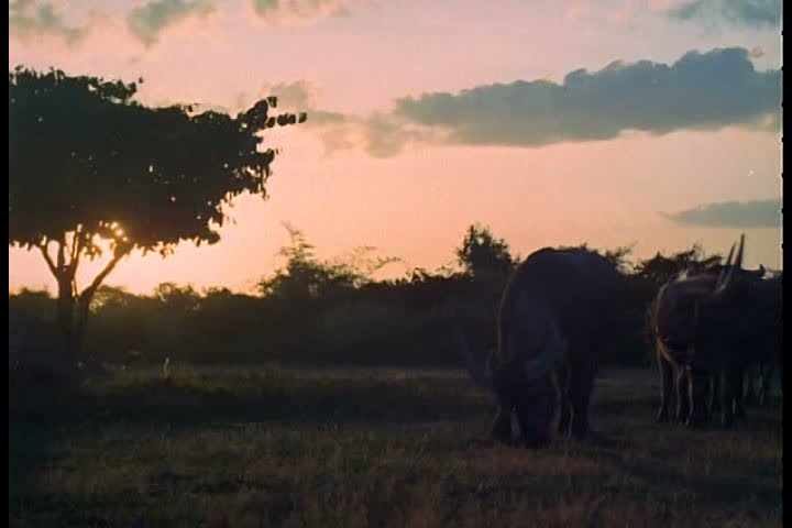 1960s - Water buffalo in Vietnam.
