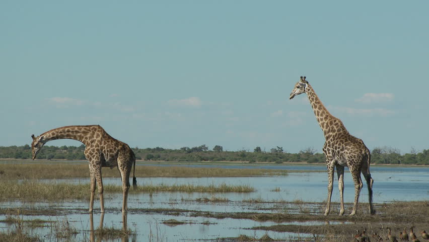Two giraffes stand tall on the banks of the Chobe River as a flock of birds take flight in the background