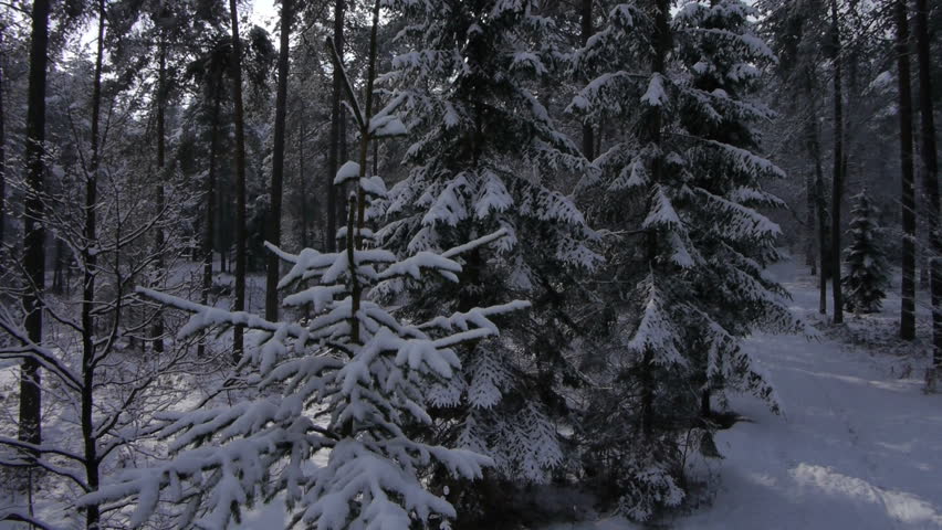 AERIAL: Winter forest