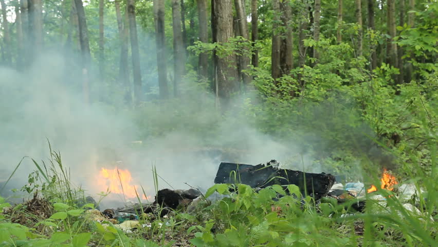 Fire in the forest  