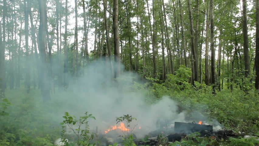 Fire in the forest  