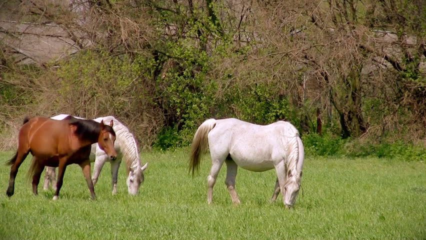 Two white horses and one sorrel grazing on the meadow, HD