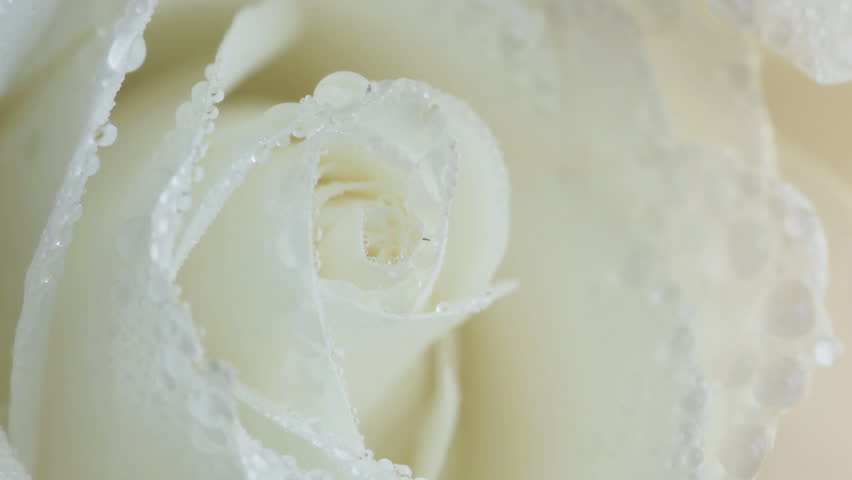 Water drop falling on white rose