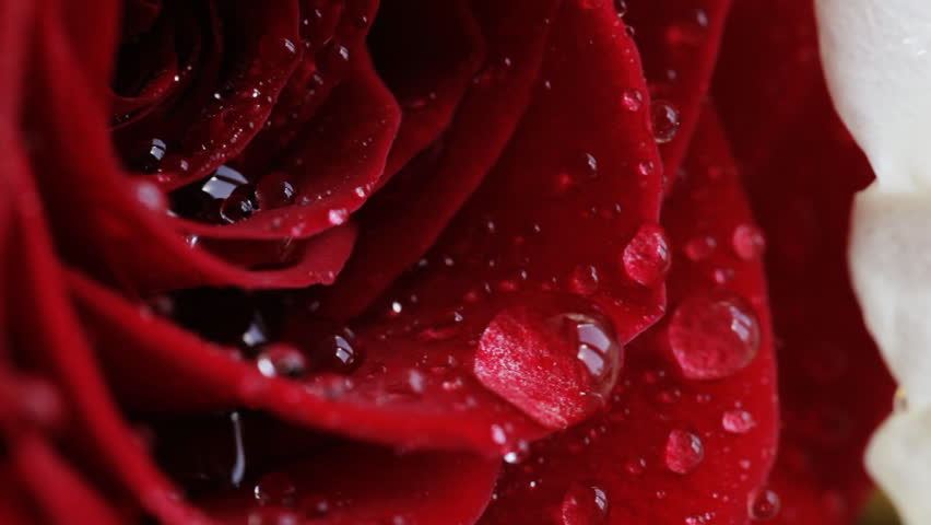 Water drop falling on rose