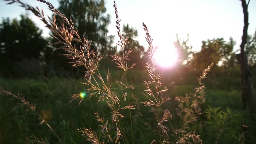 Grass