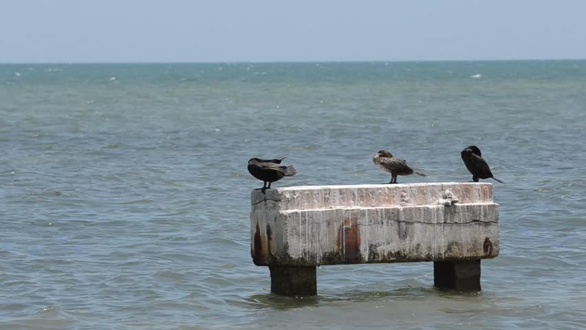  Three Double Crested Cormorants (Phalacrocorax auritus) Preening And Resting On A Old Cement Support In The Atlantic Ocean Off The Coast Of South Florida