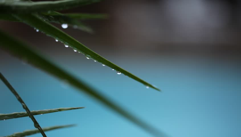Raining on a green leaf