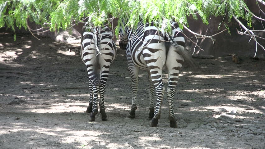 Video of tails of Zebras in the Gladys Porter Zoo sanctuary in Brownsville TX. Eating and swishing tails to keep flies off. Comical view. Wildlife from Africa.  Don Despain of Rekindle Photo