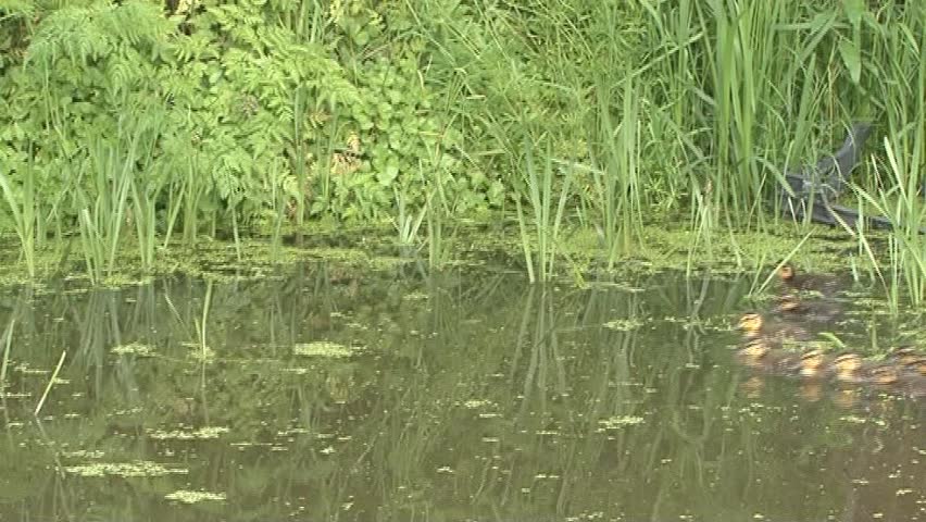 ducklings swim with mother duck