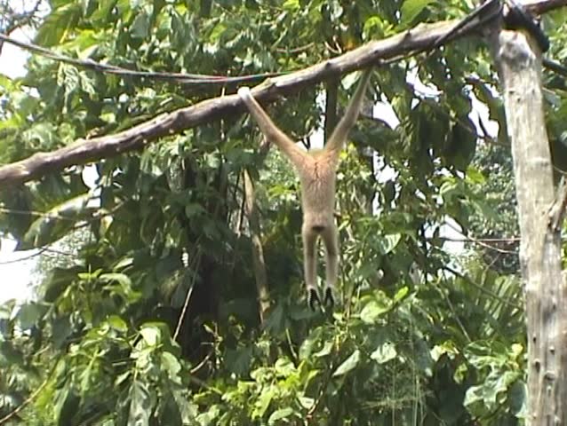 Little monkey doing acrobatics, 2 scenes (Singapore Zoo) - no sound, DV 4:3, Sony TRV 110 E