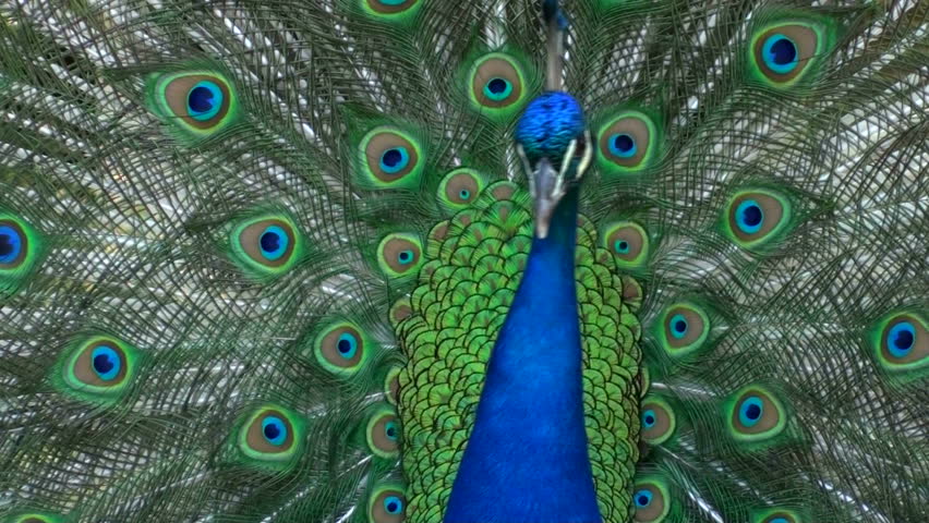 Peacock showing feathers - HD