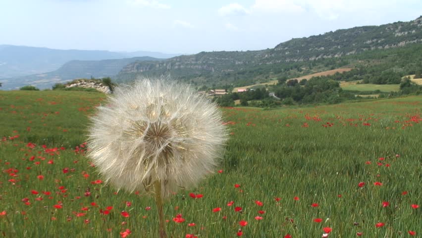 1080i, not rendered: Semen of a blowball flying in the wind in front of a field with poppies. Tripod