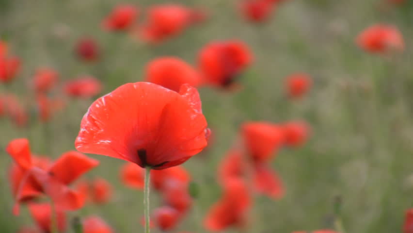 Poppies, HD