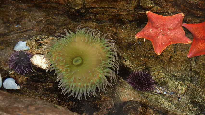 Sea Anemone in a Tidepool