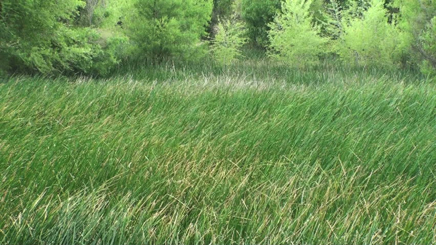 1920x1080 Spring green grass and trees perform hypnotic wind dance.