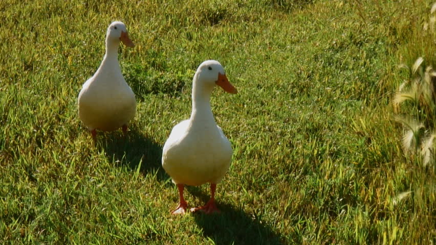 Pair of white ducks walk toward camera across grass and preen (backlit)
