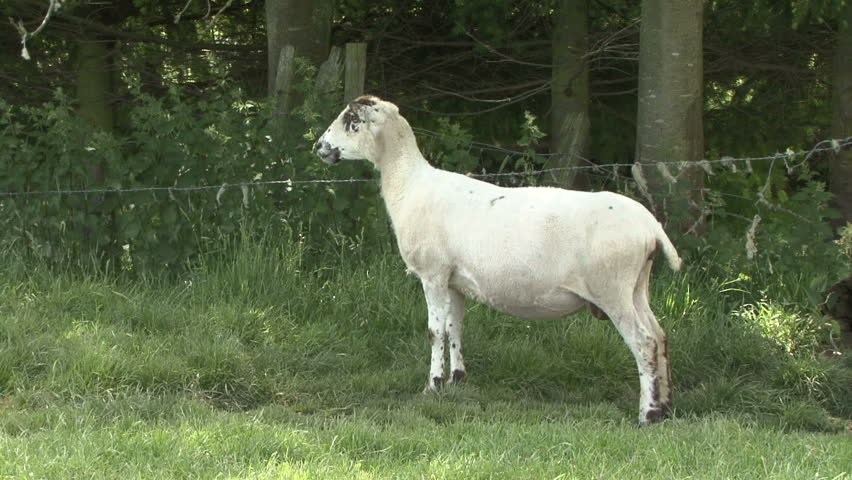 Ewe calls to her lambs. HD.