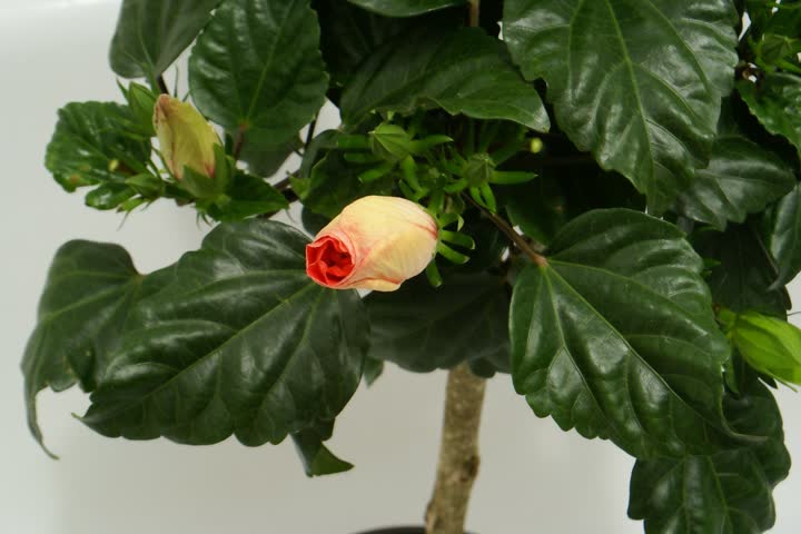 Opening hibiscus time lapse