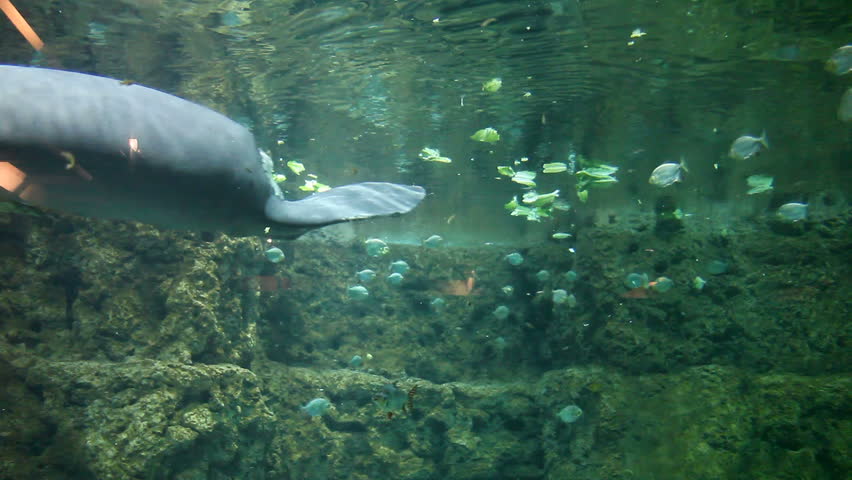 Humorous Walrus Flipping in an Aquarium Tank