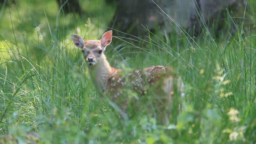 fawn