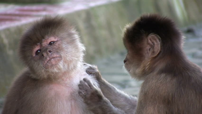Urban population of White-fronted Capuchin Monkeys (Cebus albifrons) in Misahualli, Ecuador
