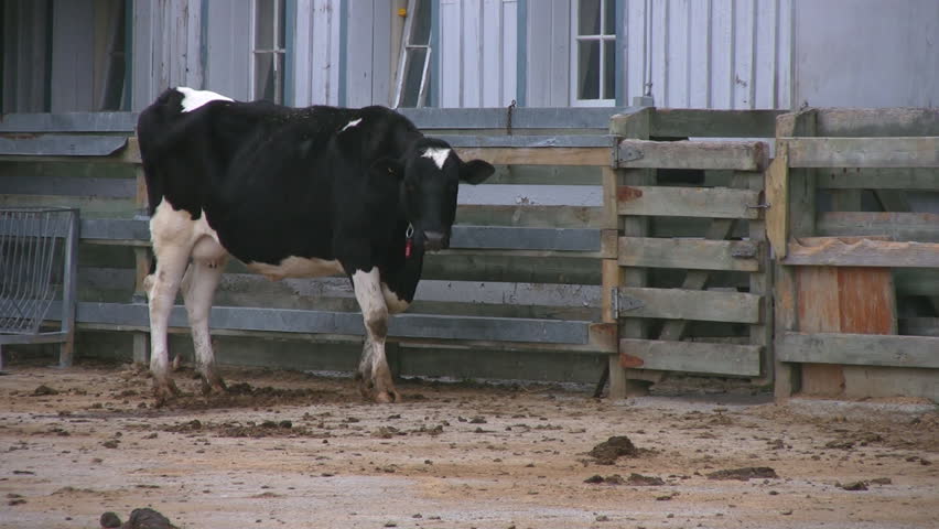 A cow chewing her cud by a fence and white barn with windows.