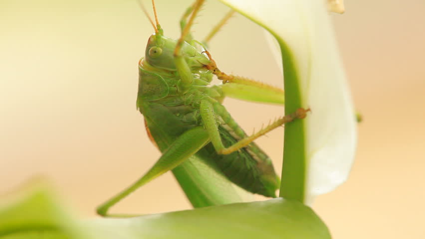 Close up of green grasshopper