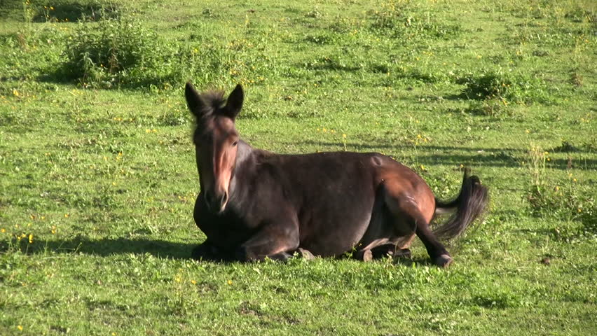 A horse wallowing on its paddock. 