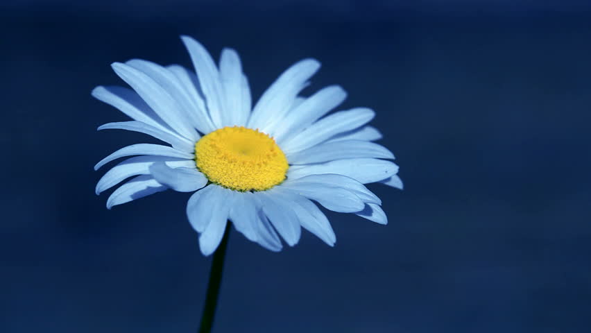Daisy macro in HD