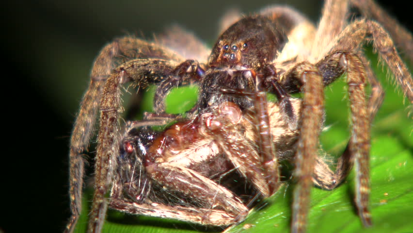 Wandering spider (Ctenidae) eating another spider of same species