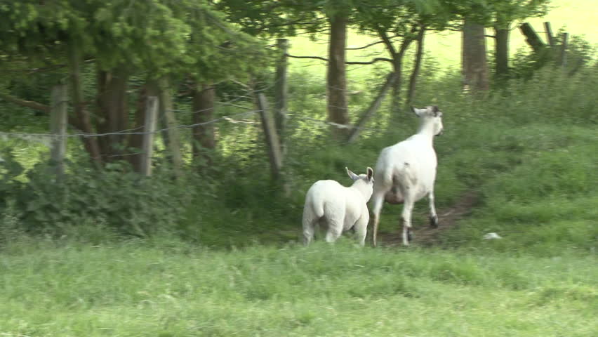 Ewe pushes her lamb away before urinating. Lamb also urinates. HD.