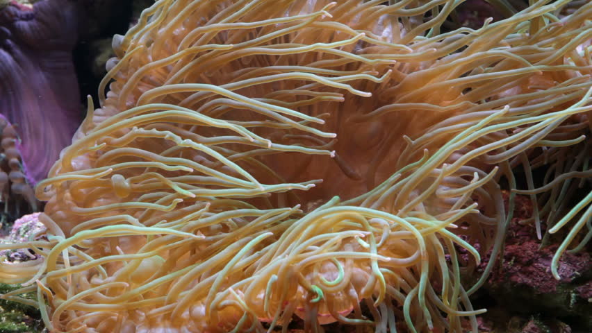 Bubble Tip Anemone Entacmaea Quadricolor is a species of sea anemone of Indo-Pacific origin.