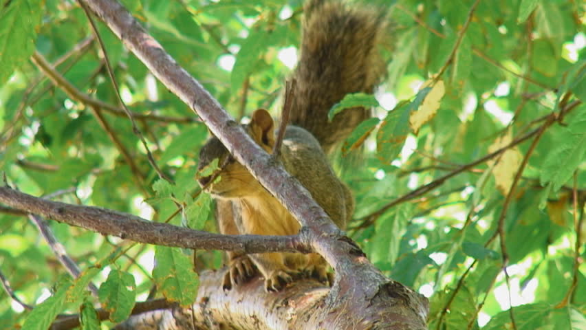 Squirrel peeks from behind branch and advances curiously along copper bark of Amur cherry tree 
