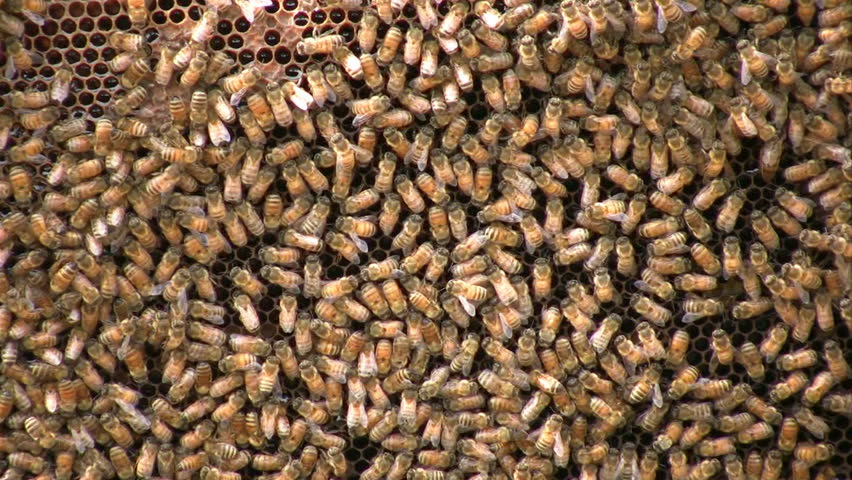 Close up of a frame from a bee hive showing all the honey bees working