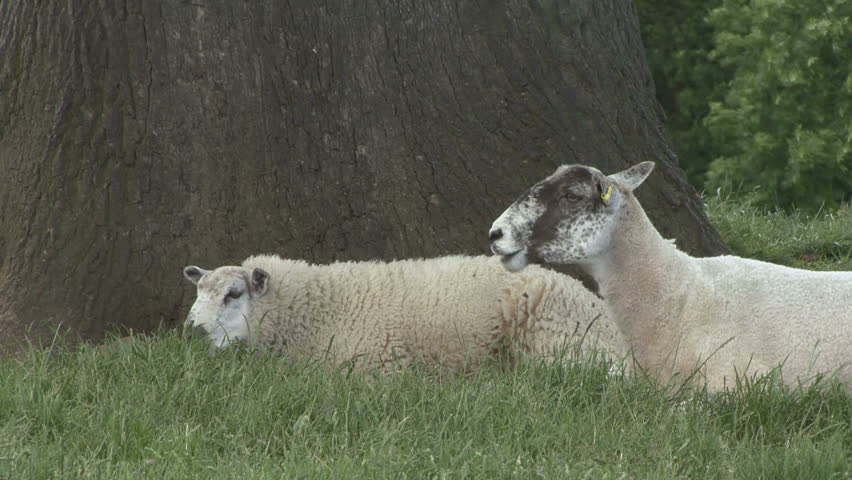 Ewe & lamb rest and chew cud. Ewe regurgitates fresh bolus. HD.