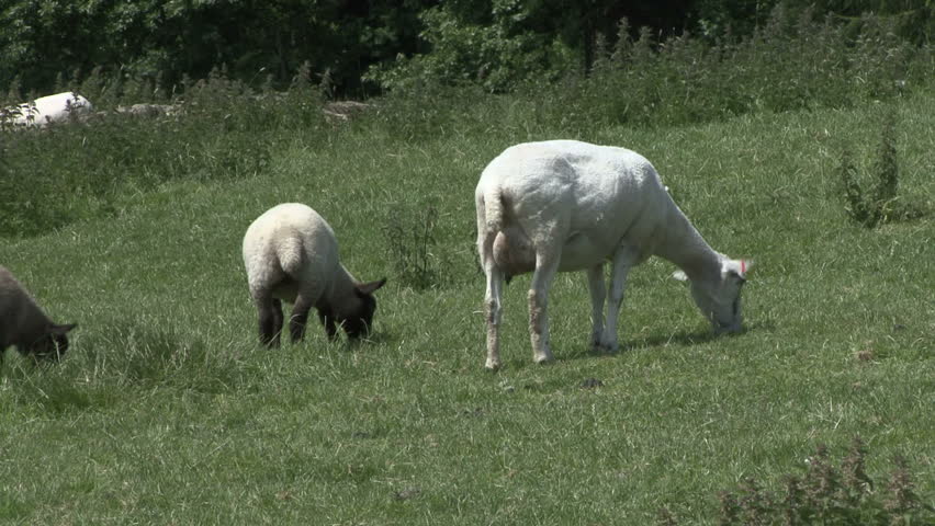 Ewe and two lambs graze. HD.
