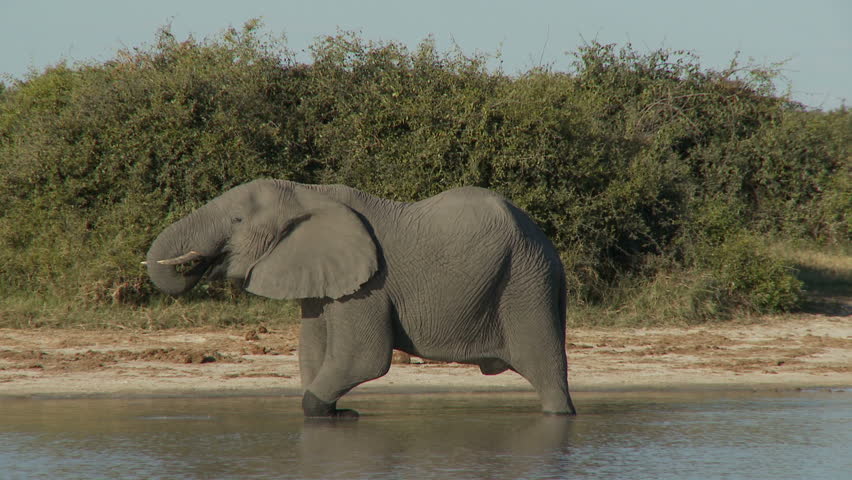 A large african bull elephant walks along the side of a pan passing a drinking elephant that is wading in a waterhole, until he is out of sight behind some bushes