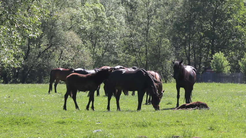 Afbeeldingsresultaat voor horses together